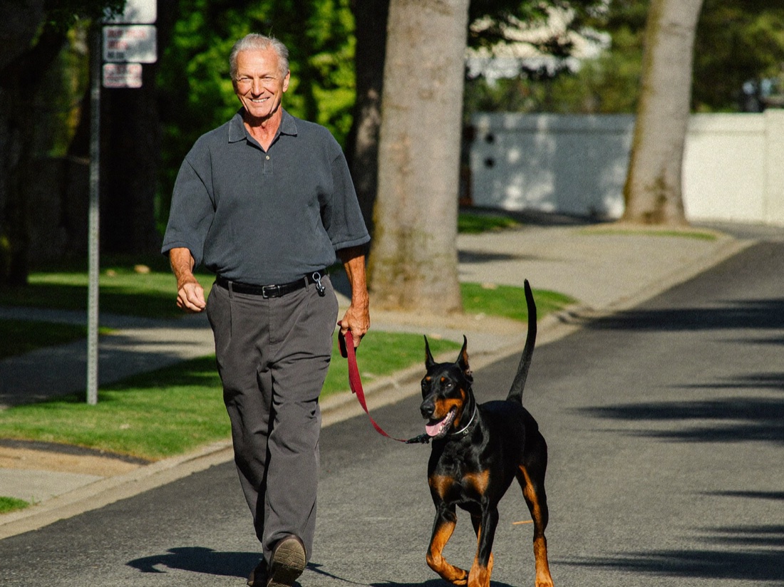 An older man walking his Doberman on a bright afternoon